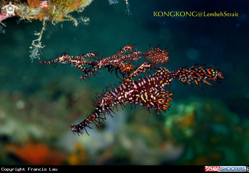 A Ornate Ghost Pipefish