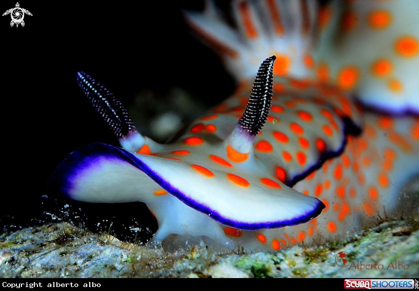 A Nudibranqueo