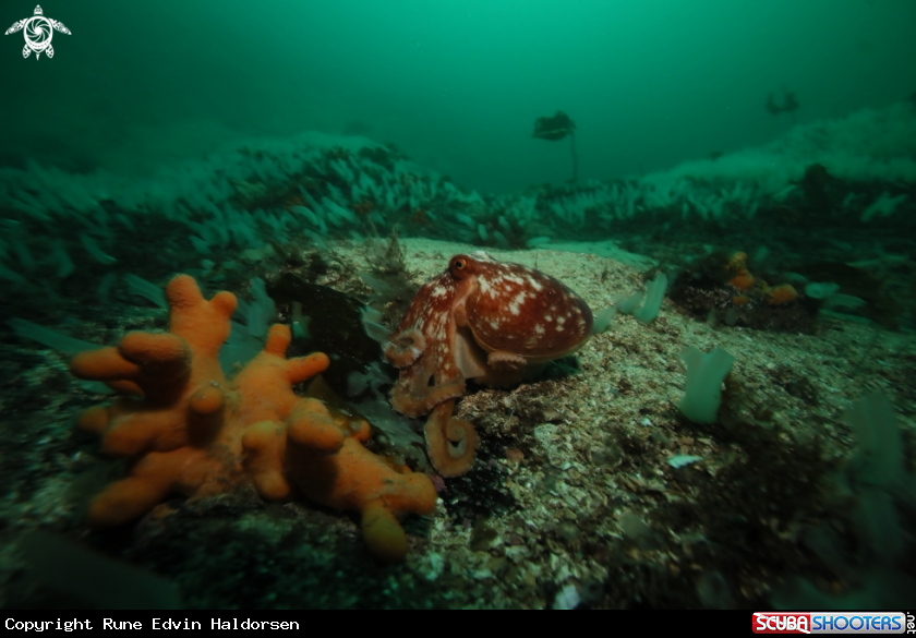 A Curled octopus