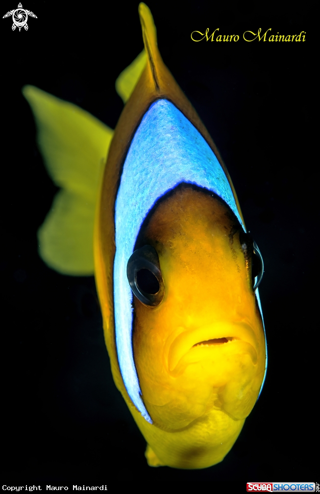 A Clownfish