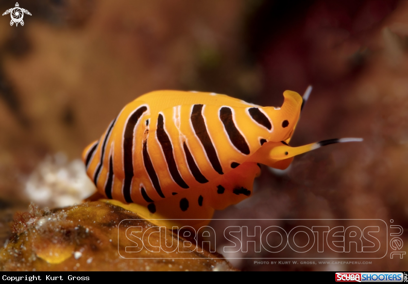 A Kaurischnecke