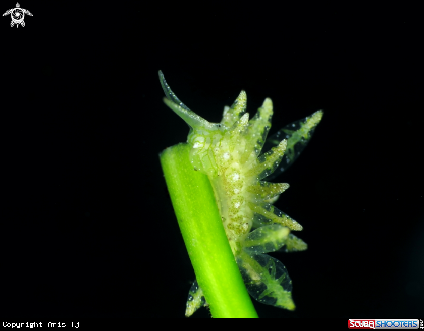 A Stiliger sp