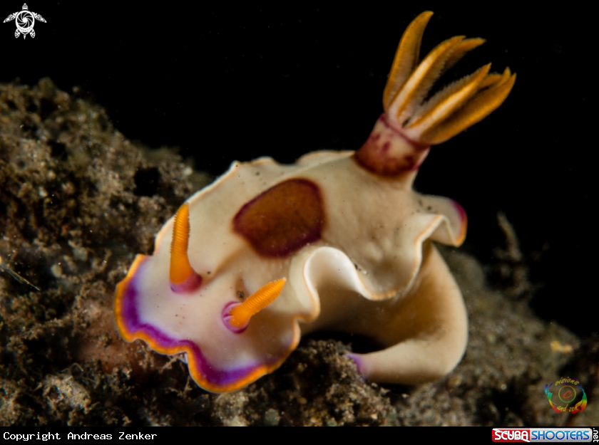 A Hypselodoris sp. 5, NSSI
