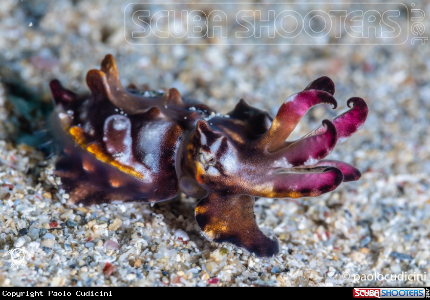 A Flamboyant Cuttlefish