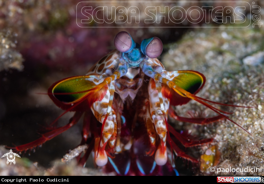 A Peacock Mantis Shrimp