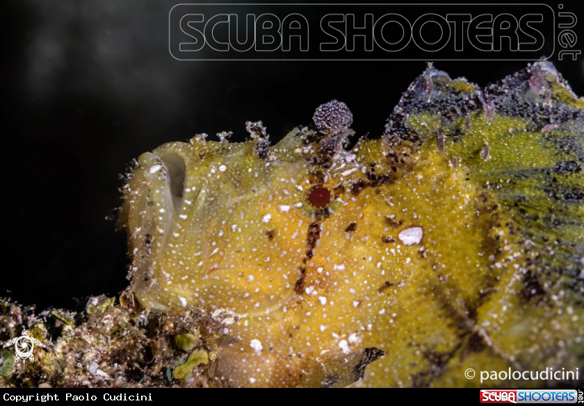 A Leaf Scorpion fish