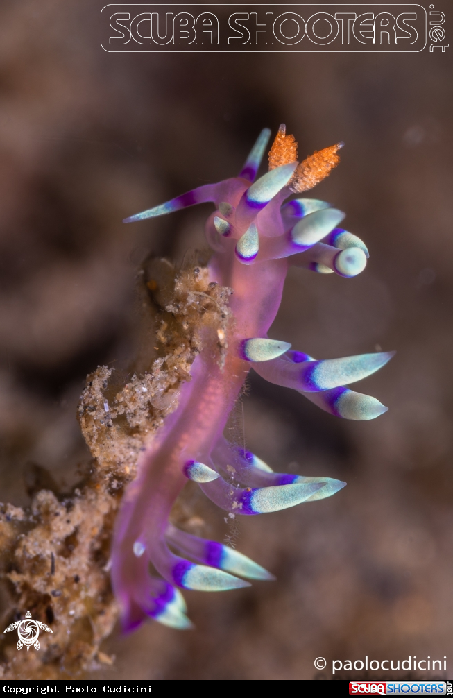 A Flabellina