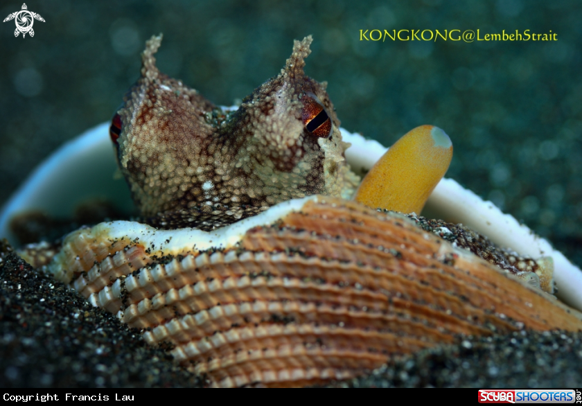 A Coconut Octopus