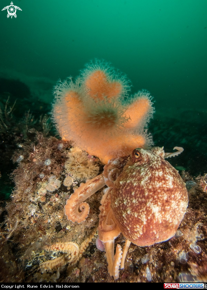 A Curled octopus