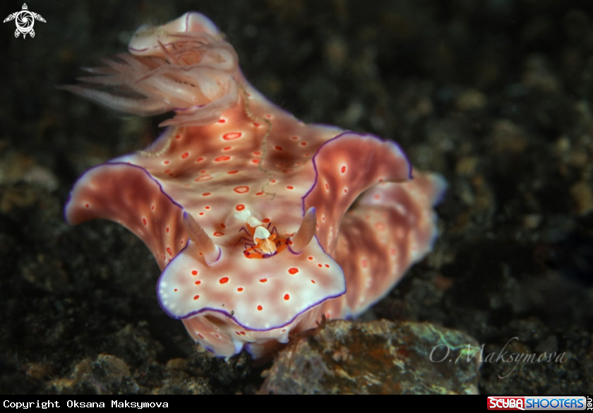 A Ceratosoma trilobatum nudibranch and Emperor shrimp (Zenopontonia rex)