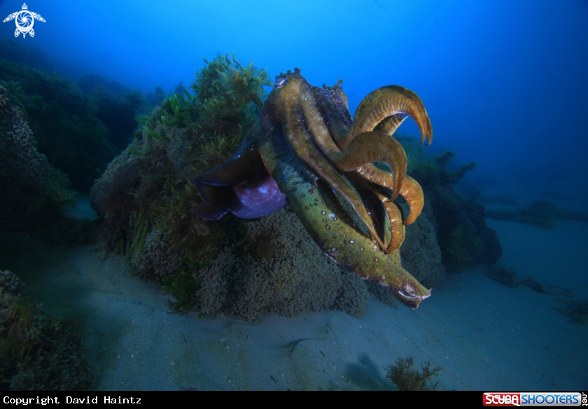 A Cuttlefish