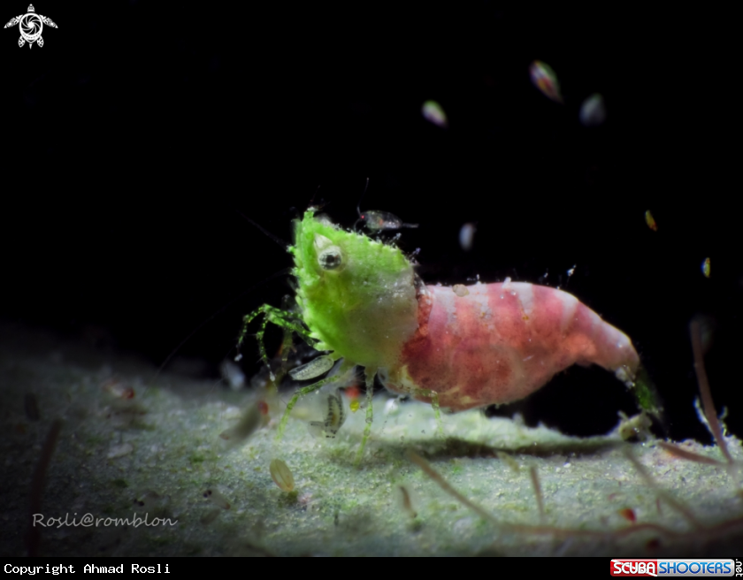 A Sashimi Shrimp & Amphipods