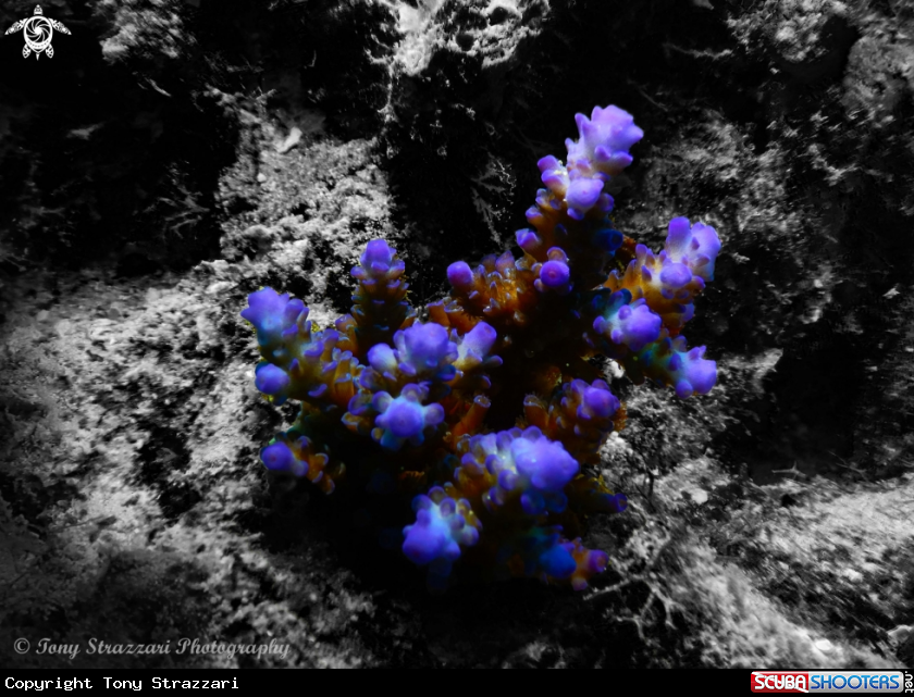 A Staghorn coral