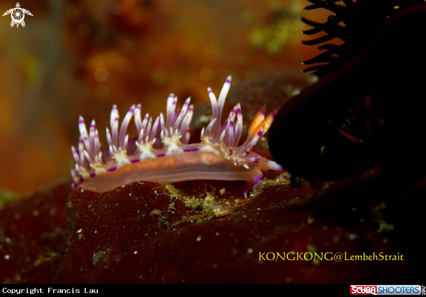 A Nudibranch