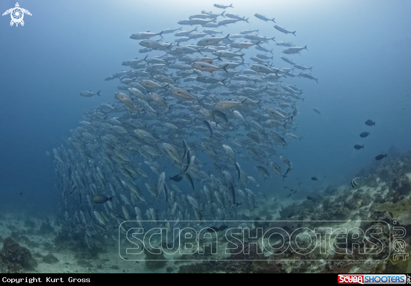 A Bigeye Trevally, Jack's