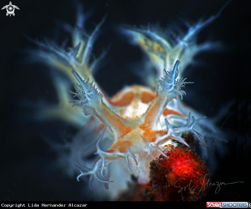 A Nudibranch 