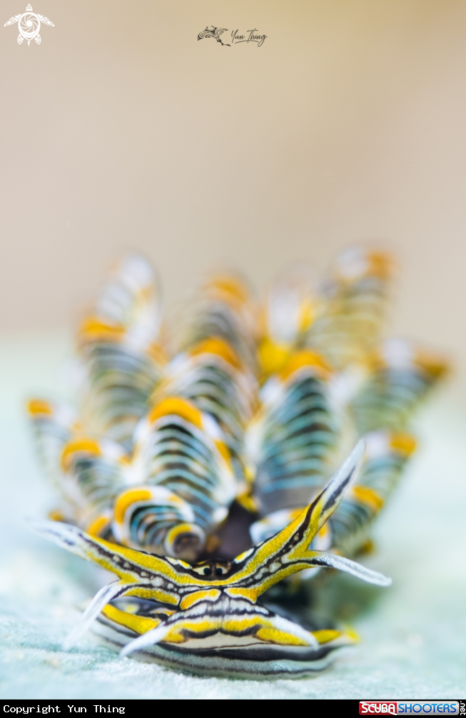 A Nudibranch