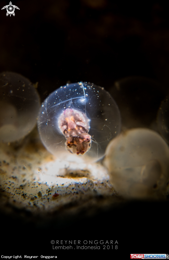 A Flamboyant Cuttlefish