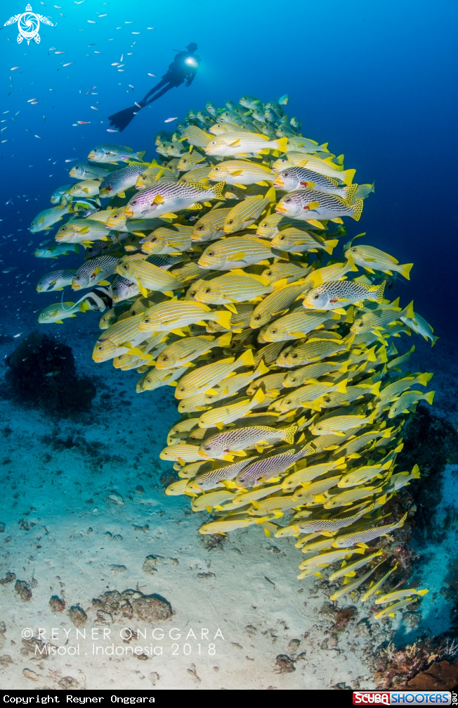 A Sweetlips