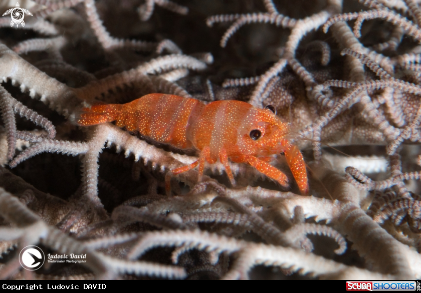 A Basket Star Shrimp