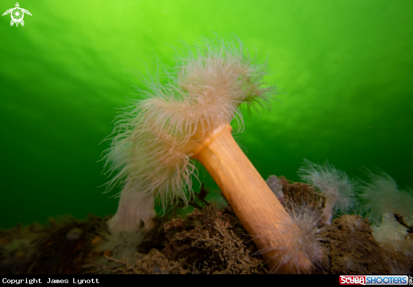 A Plumose Anemone