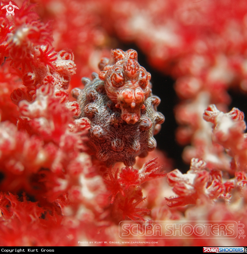 A Pygmy Seahorse
