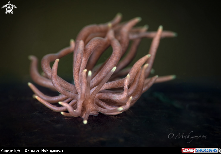 A Nudibranch Phyllodesmium briareum