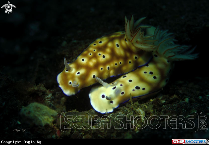 A Nudi