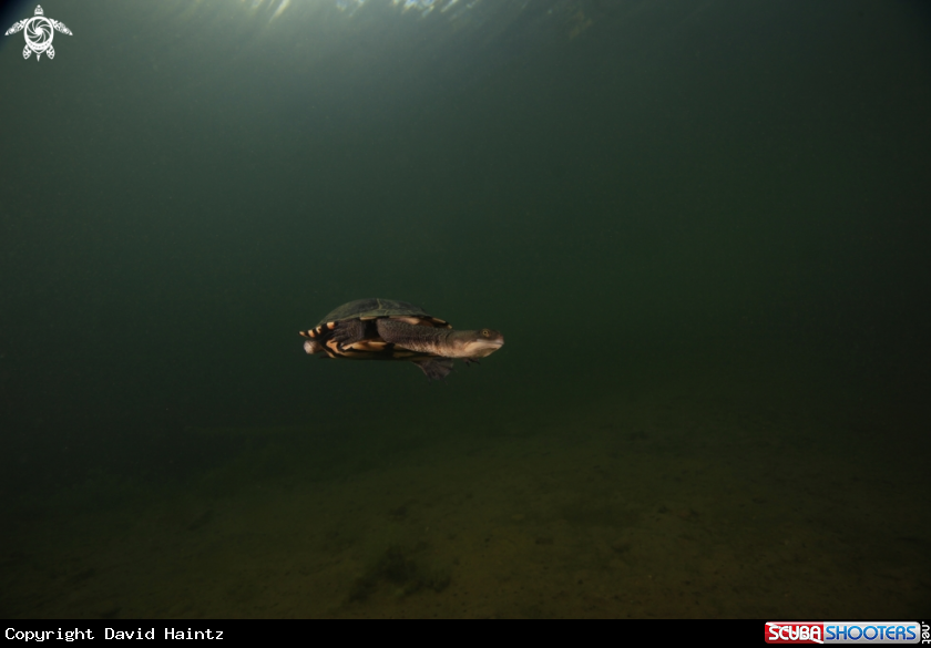 A Freshwater Turtle
