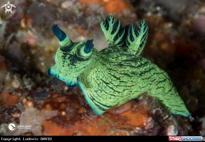 A Miller's Nembrotha Nudibranch