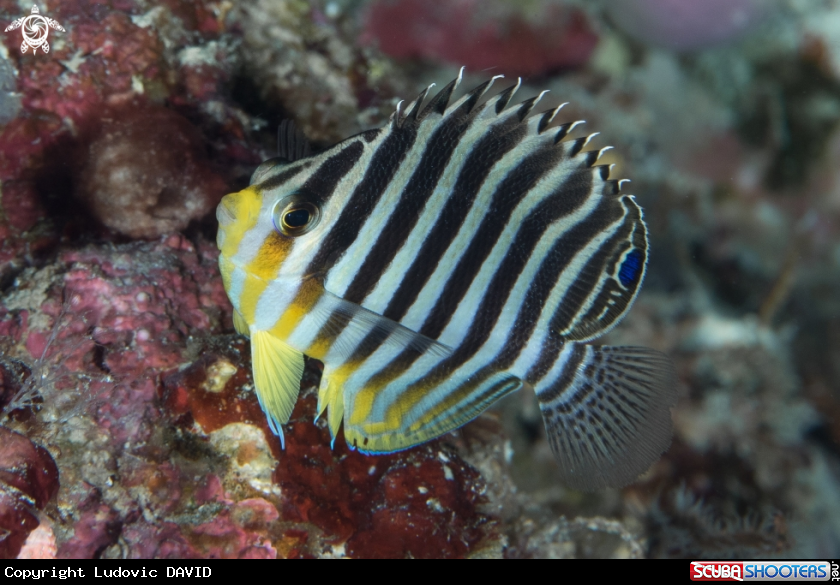 A Barred Angelfish