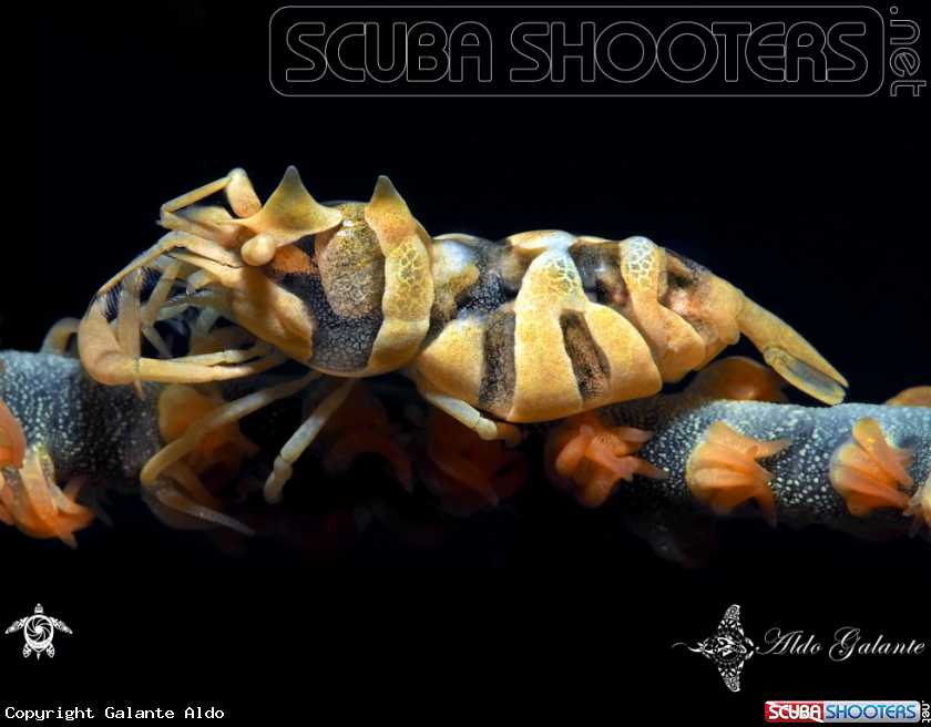 A Whip Coral Shrimp