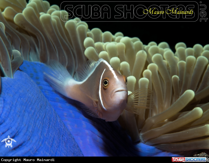 A Clownfish