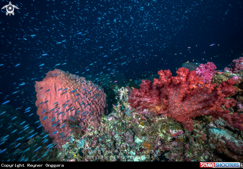 A Barrel Sponge