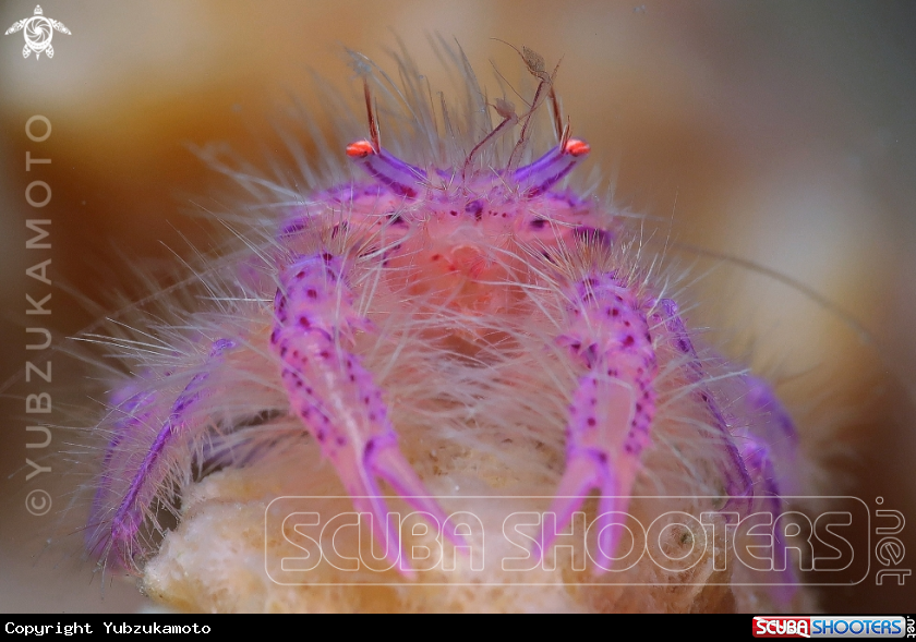 A SquadLobster