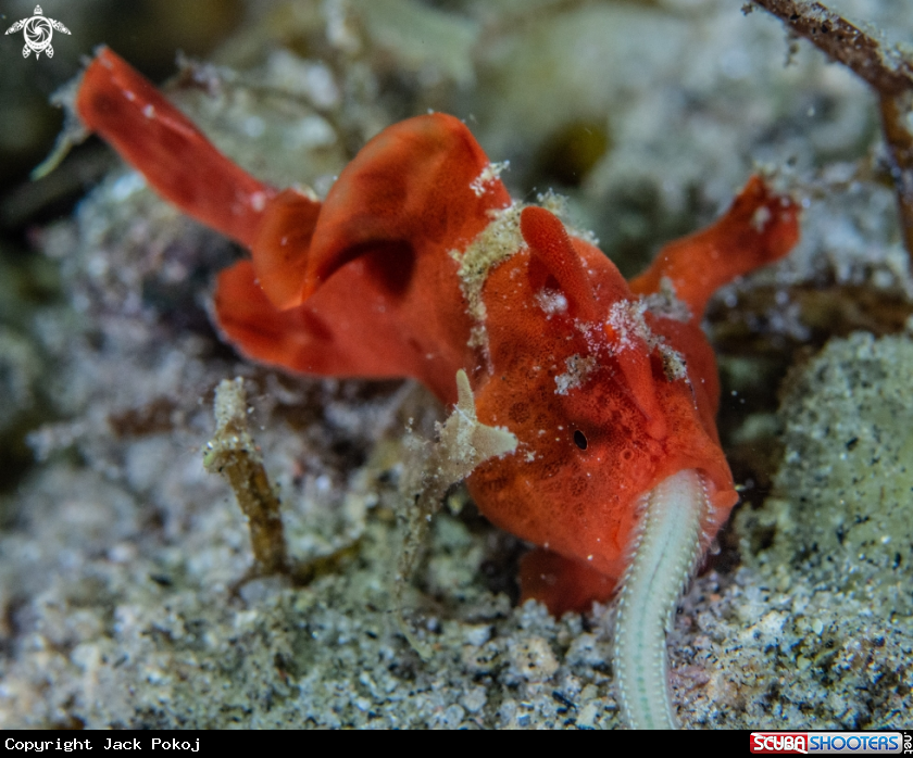 A Painted frogfish