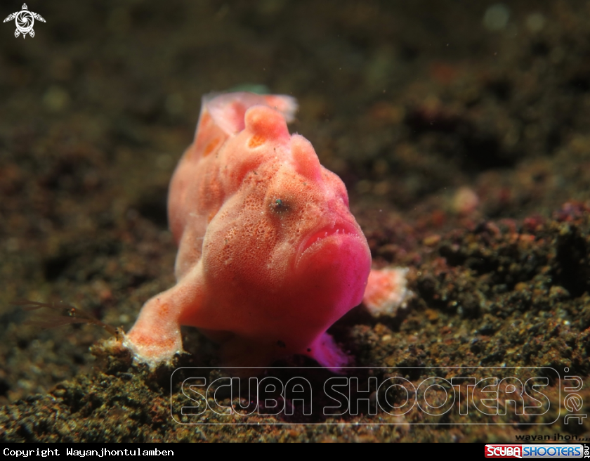 A Baby Frogfish
