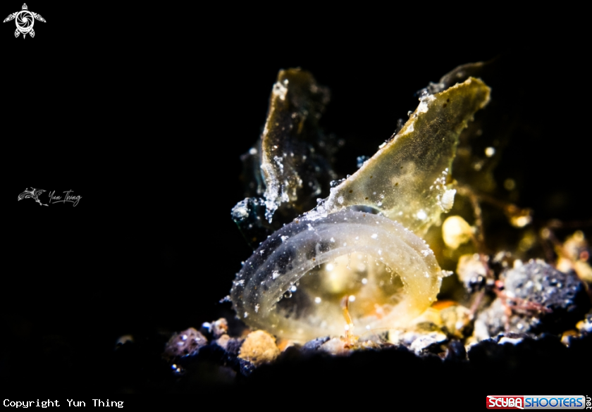 A Nudibranch