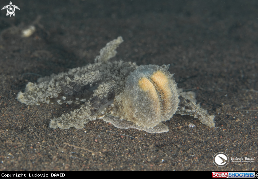A Green Melibe Nudibranch