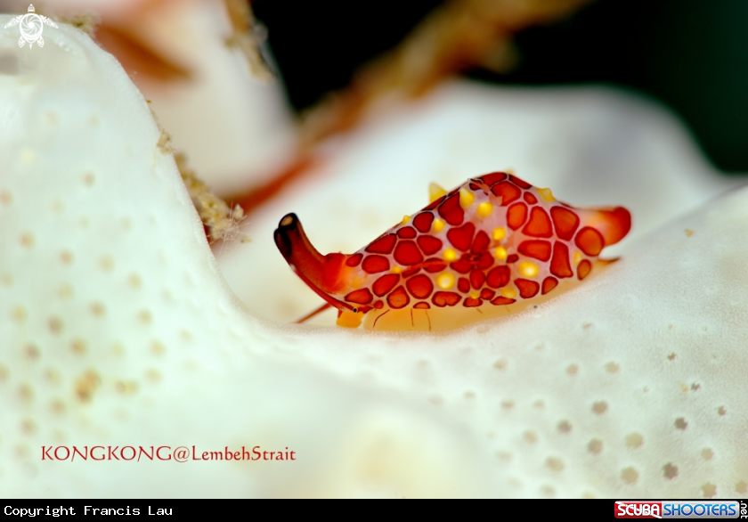A Cowrie