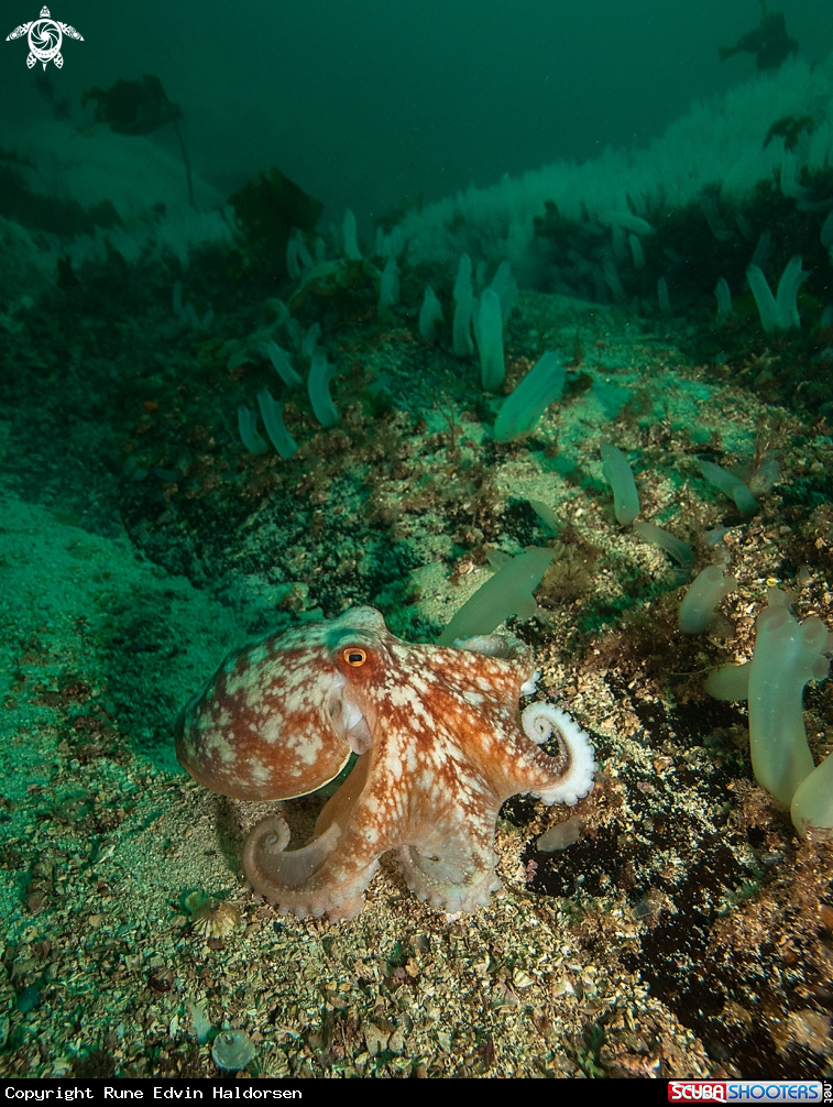 A Curled octopus