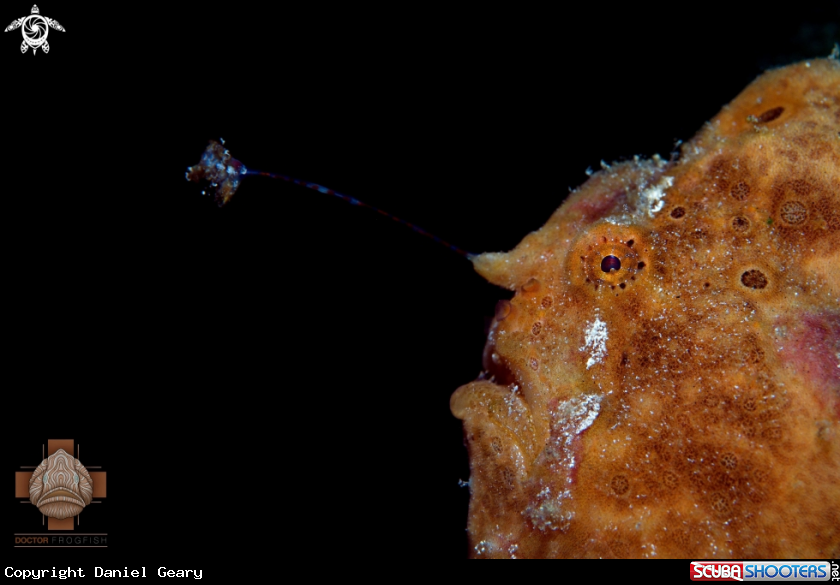 A Painted Frogfish