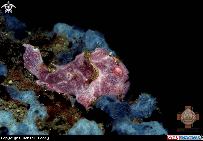 A Painted Frogfish