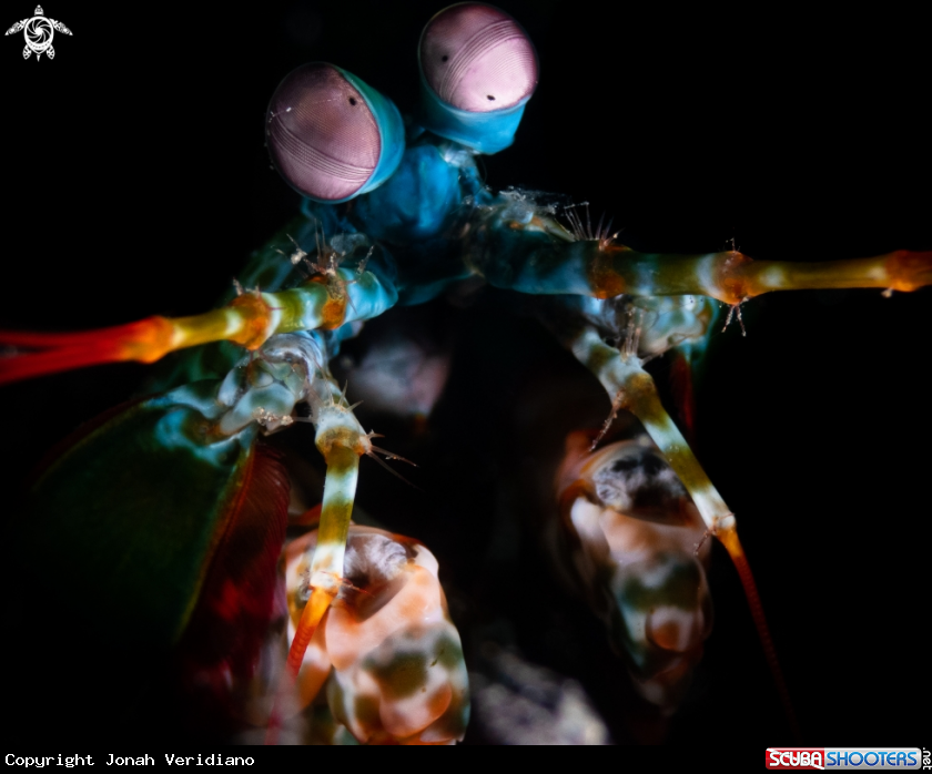 A peacock manis shrimp