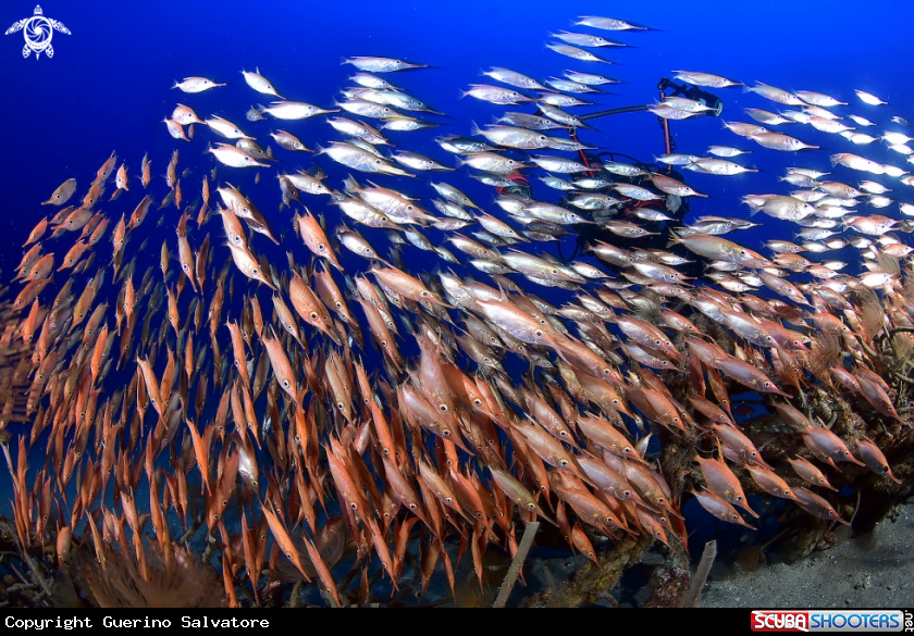 A Macroramphosus scolopax