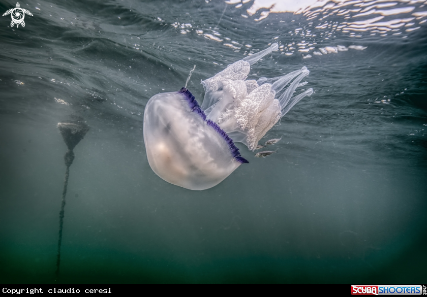 A medus:  Rhizostoma pulmo & The Atlantic horse mackerel (Trachurus trachurus)
