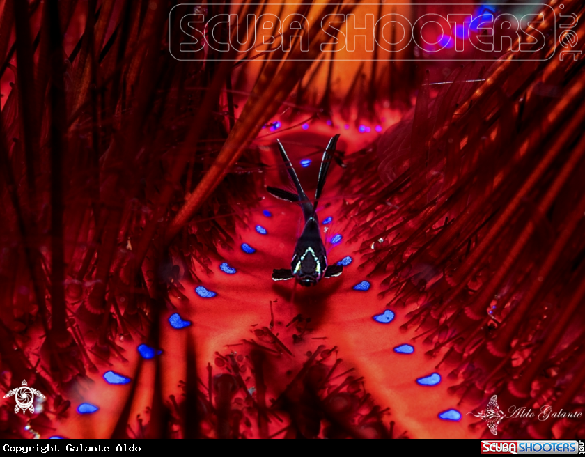 A Banggai Cardinalfish 