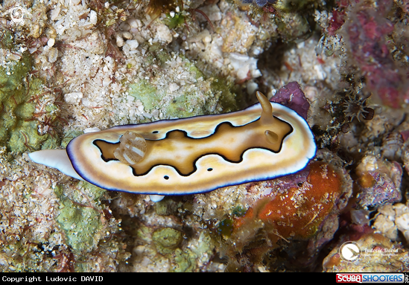 A Coi's Goniobranchus Nudibranch