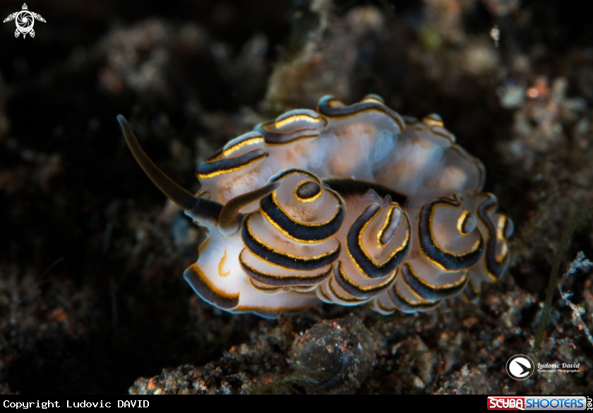 A Donut Nudibranch