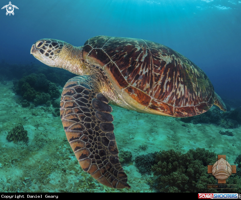 A Green Sea Turtle